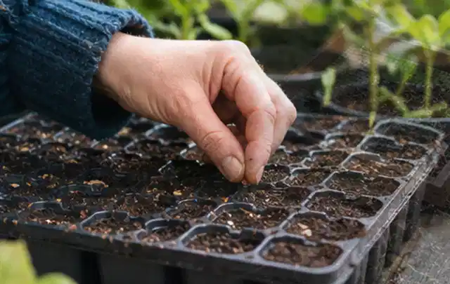 Hand legt einzelne Samen in vorbereitete Anzuchtschalen mit lockerer Erde; Thema Tulpen, Schwerpunkt Kaufberatung; Umsetzung.