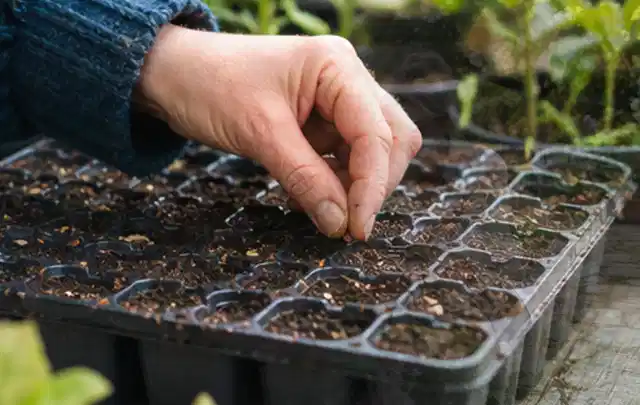 Hand legt einzelne Samen in vorbereitete Anzuchtschalen mit lockerer Erde; Thema Tulpen, Schwerpunkt Pflanzengesundheit; Ausgangslage.