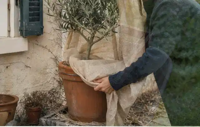 Person umhüllt eine mediterrane Kübelpflanze mit atmungsaktivem Winterschutz; Thema Tulpen, Schwerpunkt Pflanzengesundheit; Praxisalltag.