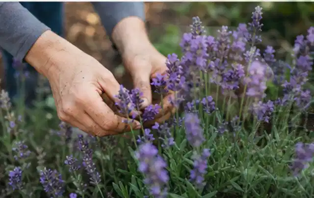 Hände pflegen blühenden Lavendel in einem natürlich angelegten Gartenbeet; Thema Tulpen, Schwerpunkt Pflanzenschutz; Ausgangslage.
