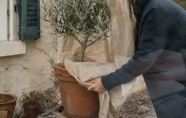 Person umhüllt eine mediterrane Kübelpflanze mit atmungsaktivem Winterschutz; Thema Tulpen, Schwerpunkt Pflanzenschutz; Umsetzung.