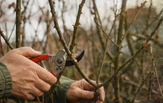 Hände schneiden einen älteren Rosenstrauch mit einer sauberen Gartenschere; Thema Tulpen, Schwerpunkt Pflanzenschutz; Kontrolle.
