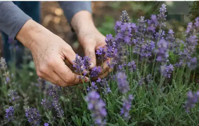 Hände pflegen blühenden Lavendel in einem natürlich angelegten Gartenbeet; Thema Tulpen, Schwerpunkt Problemlösung; Ausgangslage.