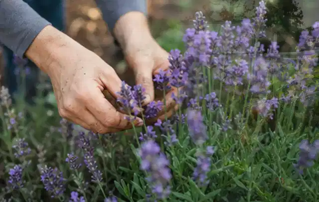 Hände pflegen blühenden Lavendel in einem natürlich angelegten Gartenbeet; Thema Tulpen, Schwerpunkt Sortenwahl; Ergebnis.