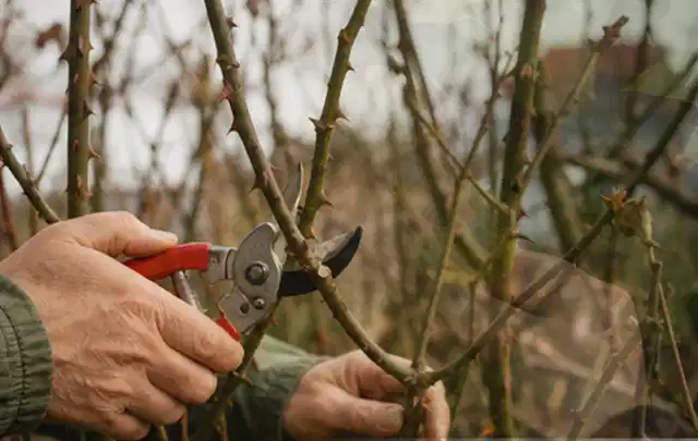 Hände schneiden einen älteren Rosenstrauch mit einer sauberen Gartenschere; Thema Tulpen, Schwerpunkt Standort; Ausgangslage.