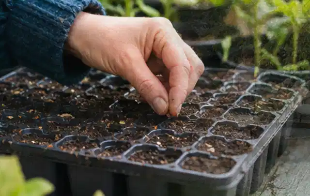Hand legt einzelne Samen in vorbereitete Anzuchtschalen mit lockerer Erde; Thema Tulpen, Schwerpunkt Standort; Kontrolle.