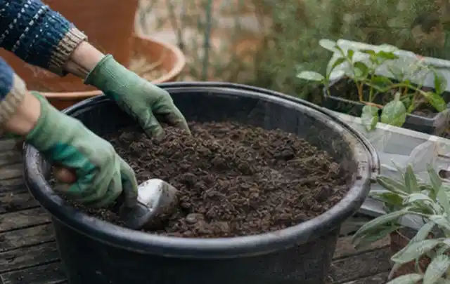 Behandschuhte Hände bereiten lockere Pflanzerde in einem großen Kübel vor; Thema Tulpen, Schwerpunkt Topfkultur; Ausgangslage.