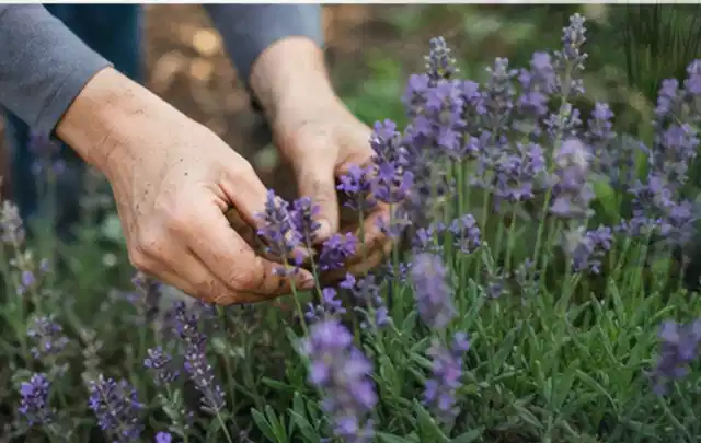 Hände pflegen blühenden Lavendel in einem natürlich angelegten Gartenbeet; Thema Tulpen, Schwerpunkt Vermehrung; Ausgangslage.
