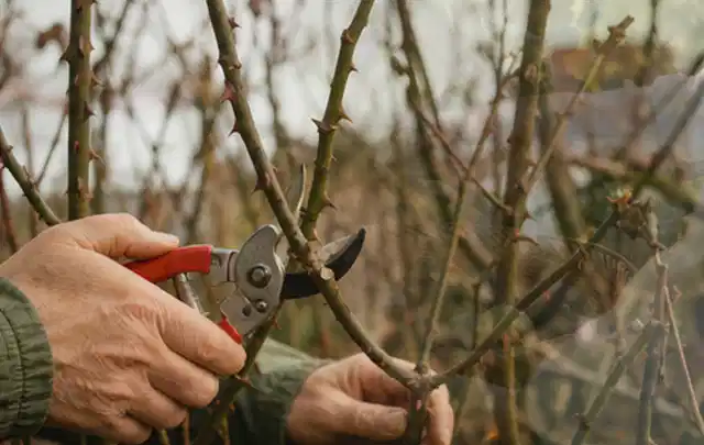 Hände schneiden einen älteren Rosenstrauch mit einer sauberen Gartenschere; Thema Tulpen, Schwerpunkt Vermehrung; Kontrolle.