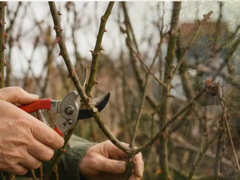 Hände schneiden einen älteren Rosenstrauch mit einer sauberen Gartenschere; Thema Tulpen, Schwerpunkt Wachstum; Titelbild.