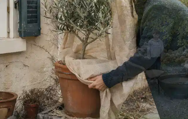Person umhüllt eine mediterrane Kübelpflanze mit atmungsaktivem Winterschutz; Thema Tulpen, Schwerpunkt Wachstum; Ausgangslage.