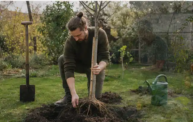 Person setzt einen jungen Zierbaum in ein vorbereitetes Pflanzloch im Garten; Thema Tulpen, Schwerpunkt Wachstum; Umsetzung.