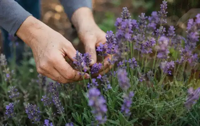 Hände pflegen blühenden Lavendel in einem natürlich angelegten Gartenbeet; Thema Tulpen, Schwerpunkt Wachstum; Ergebnis.