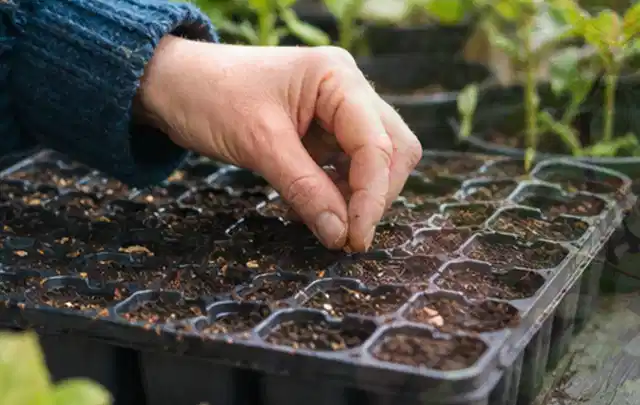 Hand legt einzelne Samen in vorbereitete Anzuchtschalen mit lockerer Erde; Thema Tulpen, Schwerpunkt Winterpflege; Umsetzung.