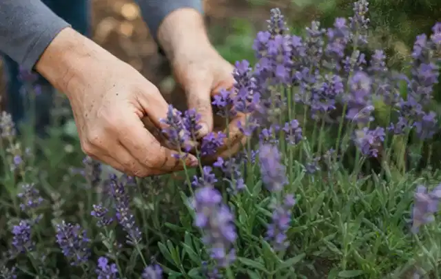 Hände pflegen blühenden Lavendel in einem natürlich angelegten Gartenbeet; Thema Tulpen, Schwerpunkt Winterpflege; Kontrolle.