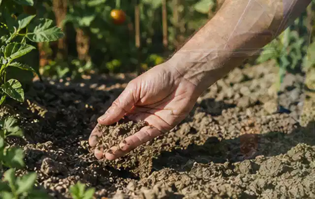 Hand prüft trockene krümelige Gartenerde während einer warmen Sommerphase; Thema Versenkregner, Schwerpunkt Bestenliste; Praxisalltag.
