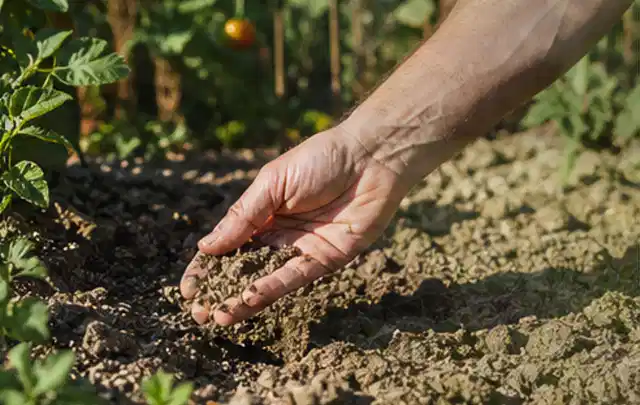 Hand prüft trockene krümelige Gartenerde während einer warmen Sommerphase; Thema Versenkregner, Schwerpunkt Checkliste; Kontrolle.