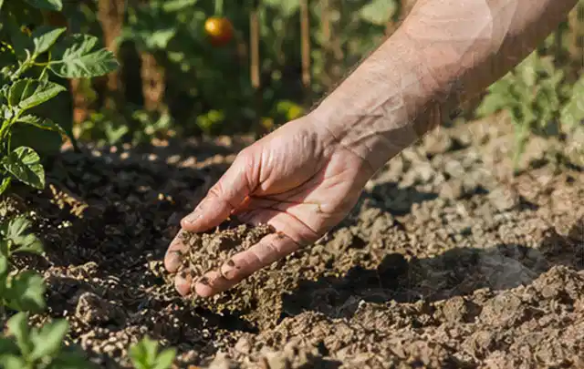 Hand prüft trockene krümelige Gartenerde während einer warmen Sommerphase; Thema Versenkregner, Schwerpunkt Fehlerhilfe; Kontrolle.