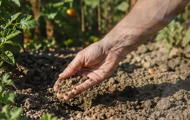 Hand prüft trockene krümelige Gartenerde während einer warmen Sommerphase; Thema Versenkregner, Schwerpunkt Nachhaltigkeit; Umsetzung.