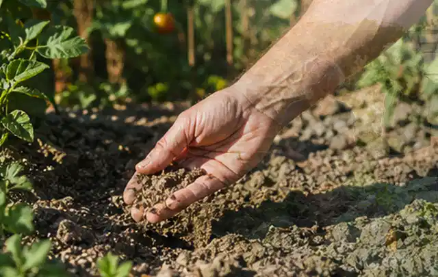 Hand prüft trockene krümelige Gartenerde während einer warmen Sommerphase; Thema Versenkregner, Schwerpunkt Systemvergleich; Umsetzung.