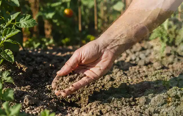 Hand prüft trockene krümelige Gartenerde während einer warmen Sommerphase; Thema Versenkregner, Schwerpunkt Vergleich; Praxisalltag.