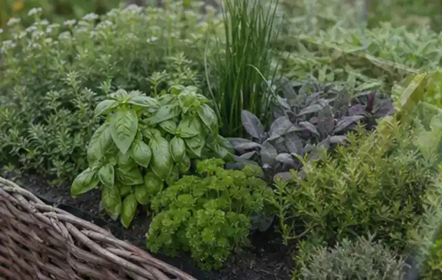 Dichtes Hochbeet mit Basilikum Schnittlauch Petersilie Salbei und weiteren Küchenkräutern; Thema Versenkregner, Schwerpunkt Winterlager; Umsetzung.