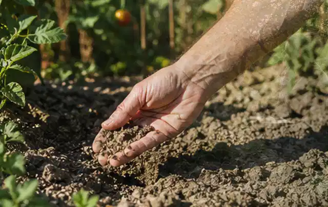 Hand prüft trockene krümelige Gartenerde während einer warmen Sommerphase; Thema Versenkregner, Schwerpunkt Winterlager; Kontrolle.