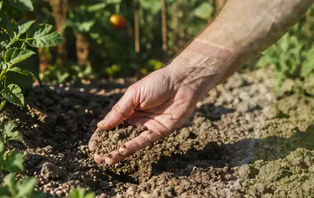 Hand prüft trockene krümelige Gartenerde während einer warmen Sommerphase; Thema Vertikutieren, Schwerpunkt Rasen; Umsetzung.