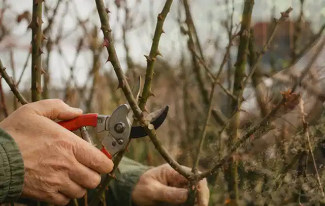 Hände schneiden einen älteren Rosenstrauch mit einer sauberen Gartenschere; Thema Vertikutierer, Schwerpunkt Anwendung; Umsetzung.