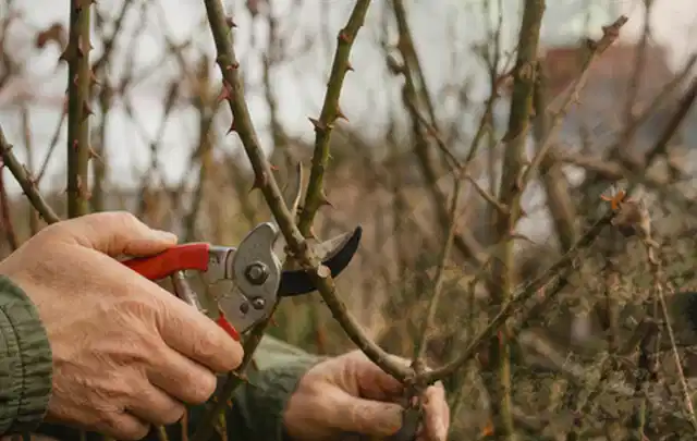 Hände schneiden einen älteren Rosenstrauch mit einer sauberen Gartenschere; Thema Vertikutierer, Schwerpunkt Bestenliste; Kontrolle.