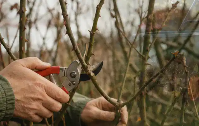 Hände schneiden einen älteren Rosenstrauch mit einer sauberen Gartenschere; Thema Vertikutierer, Schwerpunkt Checkliste; Kontrolle.