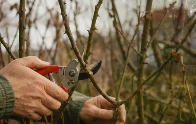 Hände schneiden einen älteren Rosenstrauch mit einer sauberen Gartenschere; Thema Vertikutierer, Schwerpunkt Ersatzteile; Praxisalltag.