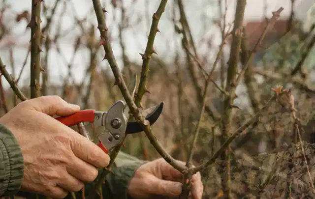Hände schneiden einen älteren Rosenstrauch mit einer sauberen Gartenschere; Thema Vertikutierer, Schwerpunkt Fehlerhilfe; Praxisalltag.