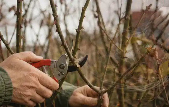 Hände schneiden einen älteren Rosenstrauch mit einer sauberen Gartenschere; Thema Vertikutierer, Schwerpunkt Gärten mit kleiner Fläche; Umsetzung.