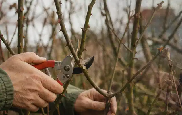 Hände schneiden einen älteren Rosenstrauch mit einer sauberen Gartenschere; Thema Vertikutierer, Schwerpunkt Gartengeräte; Ausgangslage.