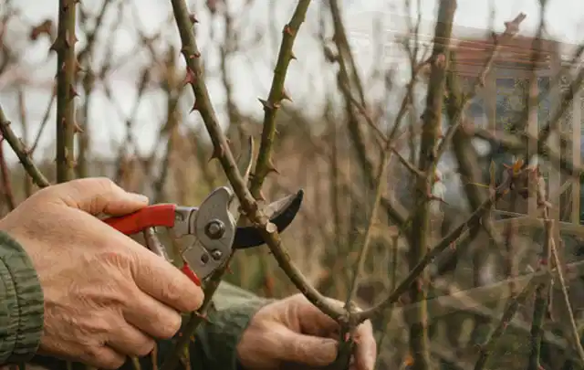 Hände schneiden einen älteren Rosenstrauch mit einer sauberen Gartenschere; Thema Vertikutierer, Schwerpunkt Kaufberatung; Kontrolle.