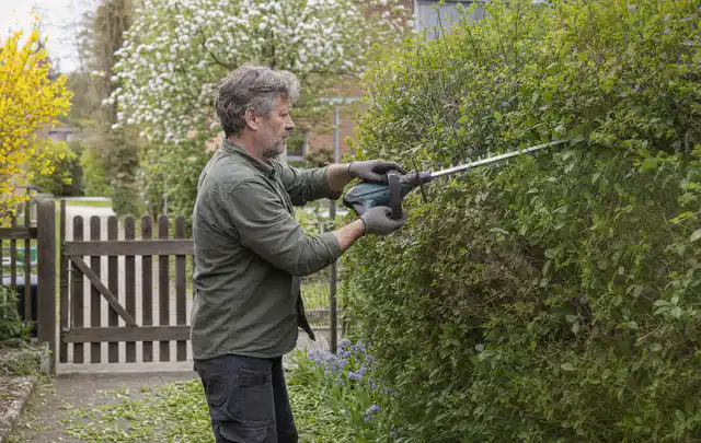 Person schneidet eine Gartenhecke mit einem motorisierten Gartengerät; Thema Vertikutierer, Schwerpunkt Kosten; Ergebnis.