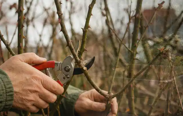 Hände schneiden einen älteren Rosenstrauch mit einer sauberen Gartenschere; Thema Vertikutierer, Schwerpunkt Nachhaltigkeit; Kontrolle.