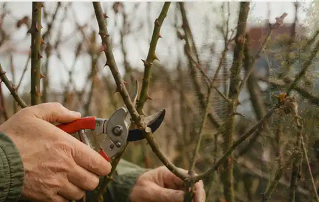 Hände schneiden einen älteren Rosenstrauch mit einer sauberen Gartenschere; Thema Vertikutierer, Schwerpunkt Reinigung; Kontrolle.