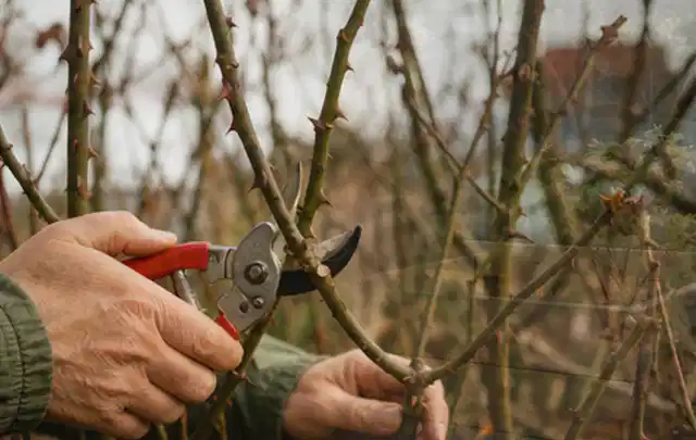 Hände schneiden einen älteren Rosenstrauch mit einer sauberen Gartenschere; Thema Vertikutierer, Schwerpunkt Reparatur; Ergebnis.