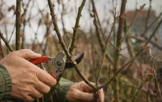 Hände schneiden einen älteren Rosenstrauch mit einer sauberen Gartenschere; Thema Vertikutierer, Schwerpunkt Sicherheit; Umsetzung.