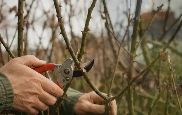 Hände schneiden einen älteren Rosenstrauch mit einer sauberen Gartenschere; Thema Vertikutierer, Schwerpunkt Testkriterien; Praxisalltag.