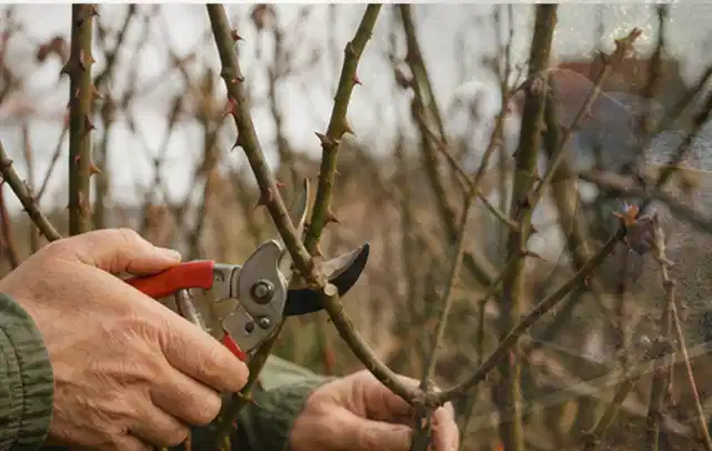 Hände schneiden einen älteren Rosenstrauch mit einer sauberen Gartenschere; Thema Vertikutierer, Schwerpunkt Wartung; Ergebnis.