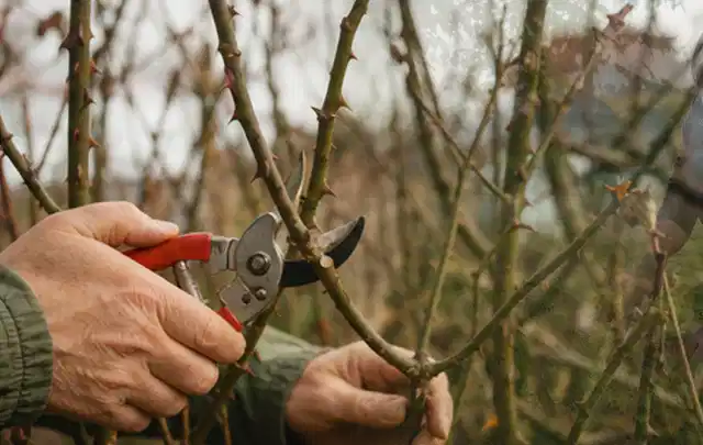 Hände schneiden einen älteren Rosenstrauch mit einer sauberen Gartenschere; Thema Vertikutierer, Schwerpunkt Winterlager; Umsetzung.
