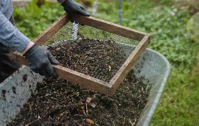 Behandschuhte Hände sieben reifen Kompost über einer Gartenschubkarre; Thema Walnuss, Schwerpunkt Aussaat; Umsetzung.
