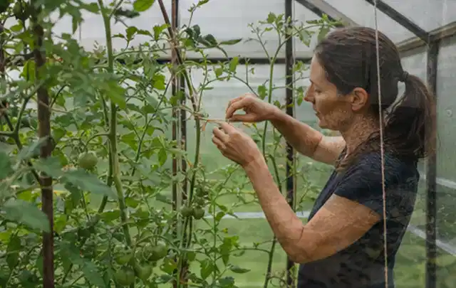Person bindet junge Tomatentriebe in einem privaten Gewächshaus vorsichtig an; Thema Walnuss, Schwerpunkt Aussaat; Ergebnis.
