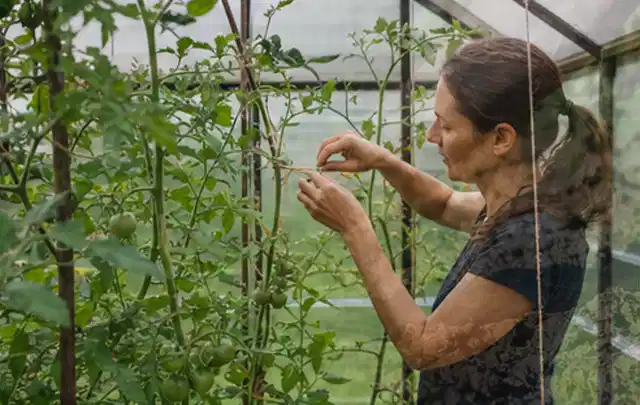 Person bindet junge Tomatentriebe in einem privaten Gewächshaus vorsichtig an; Thema Walnuss, Schwerpunkt Boden; Umsetzung.
