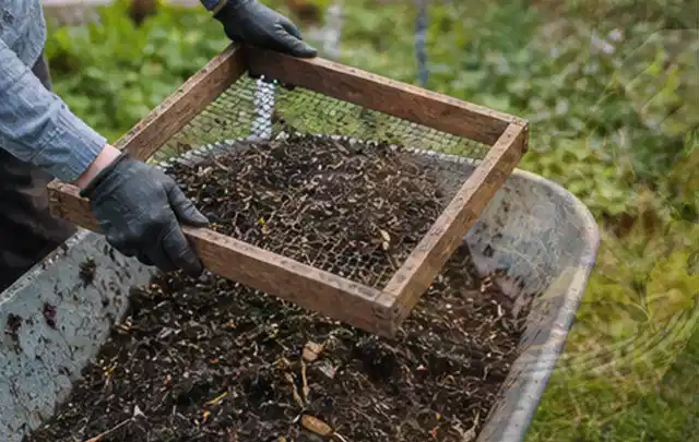 Behandschuhte Hände sieben reifen Kompost über einer Gartenschubkarre; Thema Walnuss, Schwerpunkt Boden; Praxisalltag.