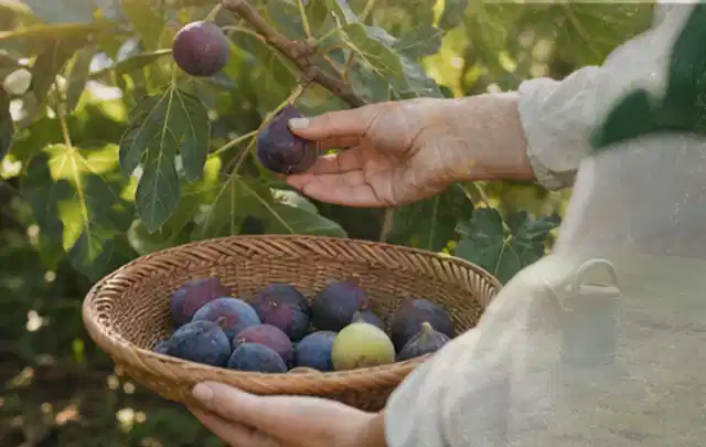Hand pflückt eine reife Feige über einem flachen Korb mit Früchten; Thema Walnuss, Schwerpunkt Einsteigerwissen; Ausgangslage.