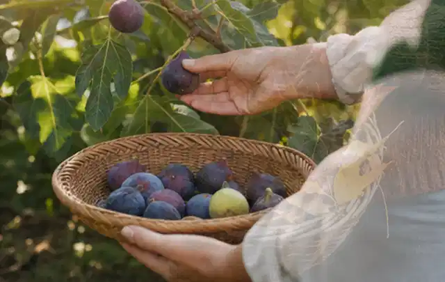 Hand pflückt eine reife Feige über einem flachen Korb mit Früchten; Thema Walnuss, Schwerpunkt Ernteprobleme; Ausgangslage.